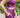 HeatherSoft Sports Shorts
